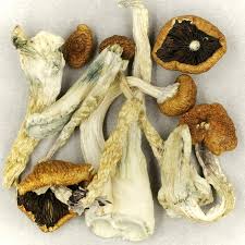 Creeper Magic Magic Shrooms Dispensary